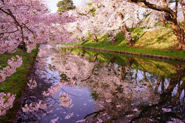 Line of Pink Sakura or Cherry Blossom Flower Tree and Moat of Hirosaki Castle in Aomori, Japan - 日本 青森 弘前城 北濠 桜 並木道