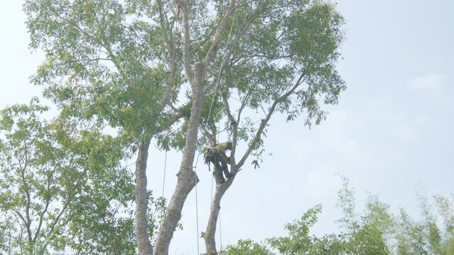 Tree removal trimming pruning maintenance service tree
