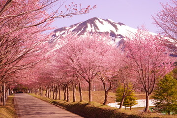 日本 青森県 弘前 岩木山 山桜