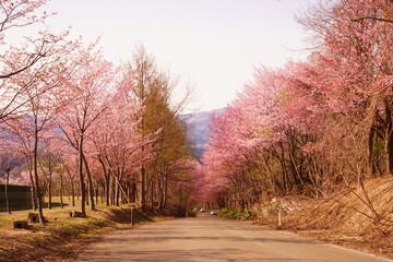 Fototapeta na wymiar 日本 青森県 弘前 岩木山 桜並木