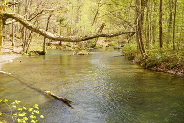 Fresh Green Trees of Oirase Gorge or Keiryu in Aomori, Japan - 日本 青森 十和田八幡平国立公園 奥入瀬渓流 