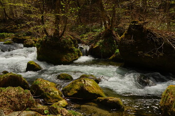 Fresh Green Trees of Oirase Gorge or Keiryu in Aomori, Japan - 日本 青森...