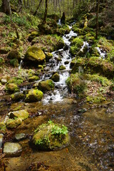 Fresh Green Trees of Oirase Gorge or Keiryu in Aomori, Japan - 日本 青森 十和田八幡平国立公園 奥入瀬渓流 下馬門沢の流れ