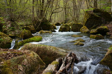 Fototapeta premium Fresh Green Trees of Oirase Gorge or Keiryu in Aomori, Japan - 日本 青森 十和田八幡平国立公園 奥入瀬渓流 阿修羅の流れ