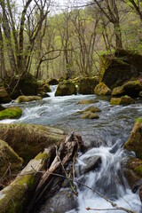 Fresh Green Trees of Oirase Gorge or Keiryu in Aomori, Japan - 日本 青森 十和田八幡平国立公園 奥入瀬渓流 阿修羅の流れ