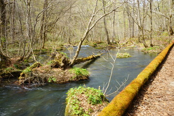 Fototapeta premium Fresh Green Trees of Oirase Gorge or Keiryu in Aomori, Japan - 日本 青森 十和田八幡平国立公園 奥入瀬渓流 
