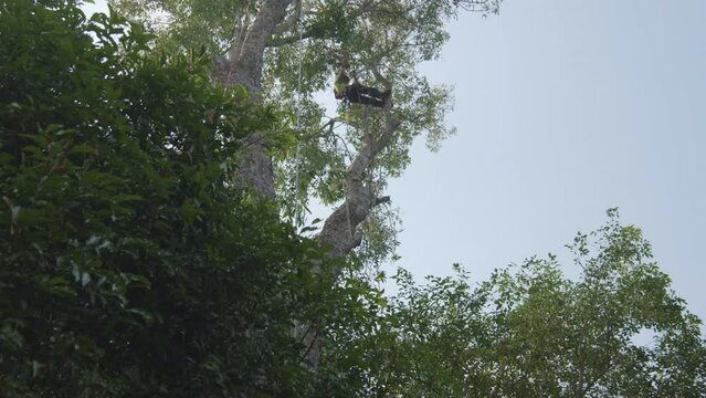 Tree removal - arborist pruning a tree