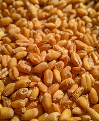 close up of a pile of Wheat