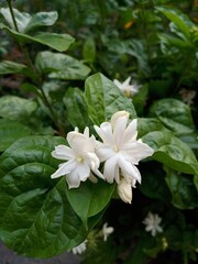 Obraz na płótnie Canvas Close up shot of Fresh Blooming Jasmine Flower.