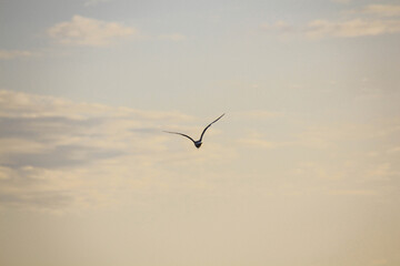 seagull in flight