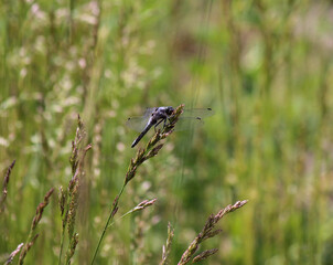 dragonfly on the grass