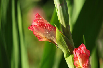 red gladioli