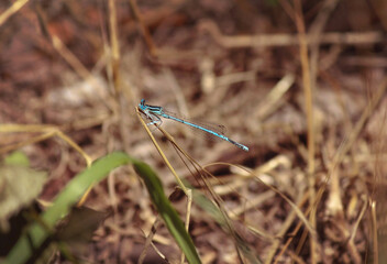 dragonfly on a branch