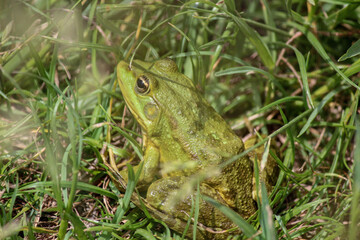 frog on the ground