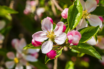 Eine wunderschöne pink blühende Apfelblüte