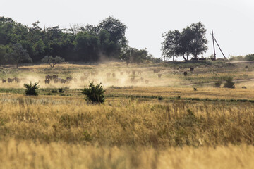 Fototapeta na wymiar wildebeest in serengeti national park city