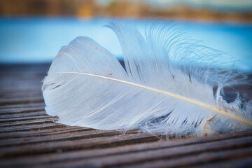 Weiße Feder  -  Steg - Wasser - Holz - White Feather - High quality photo