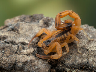 P5030021 pretty juvenile Brazilian parthenogenetic scorpion (Tityus stigmurus) on bark cECP 2022