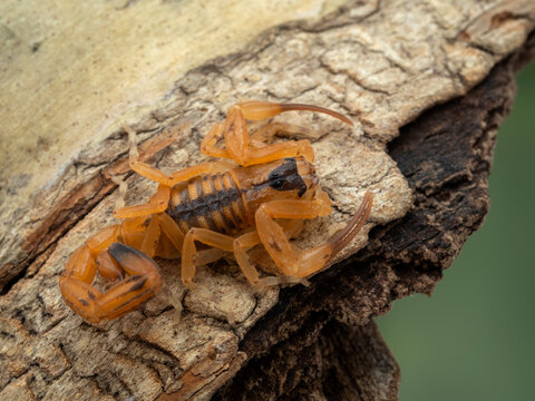 P5030026 juvenile Brazilian parthenogenetic scorpion (Tityus stigmurus) on bark cECP 2022