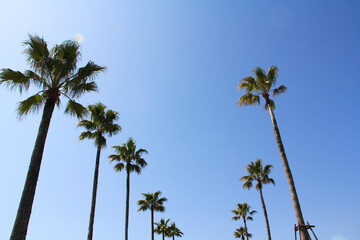 [背景素材]青空とヤシの木