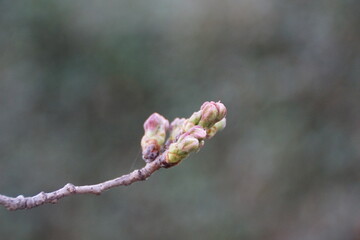 ソメイヨシノの蕾