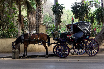 Typical carriage for tourists in the urban center of the city of Cairo, Egypt