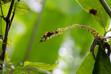 close up of a plant