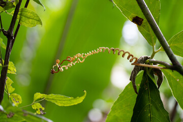 close up of a plant