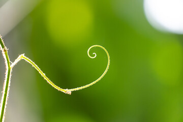 close up of a green leaf
