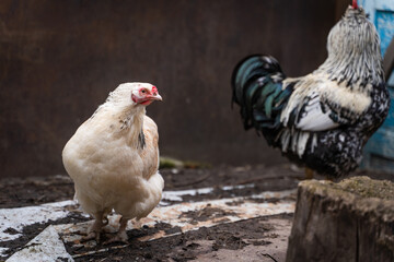 A beautiful white hen stands on the street against the backdrop of a turned away rooster