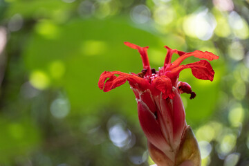 wild ginger flower