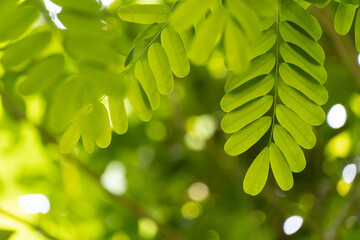 green leaves background
