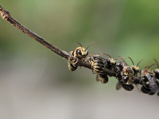A group of stingless bees resting on a tree branch.