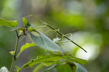 branch locust