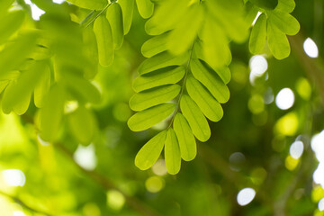 green leaves background