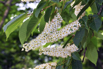 シウリザクラの花（北海道・知床）
