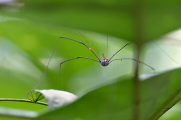 insect