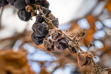 Withered dry grapes close-up. Yellowed grapes of a lost harvest