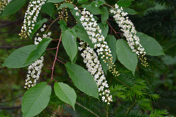 Obraz premium シウリザクラ（北海道・知床） 