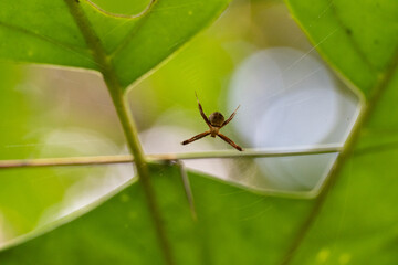 spider on a leaf