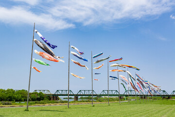 遠賀川河川敷の鯉のぼり　福岡県中間市