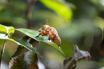 insect