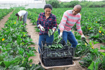 Latino farmers together harvest zucchini on field