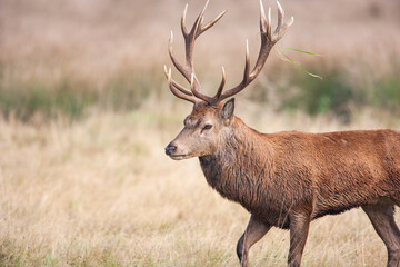 Red deer stag during the annual deer rut in London parks