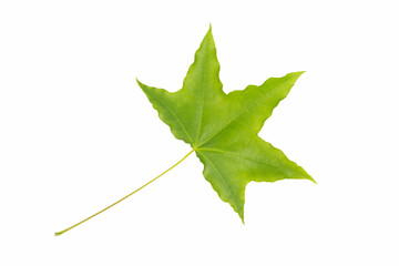 new green leaf isolated