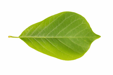 green leaf of magnolia isolated