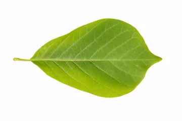 Foto op Aluminium green leaf of magnolia isolated © chungking