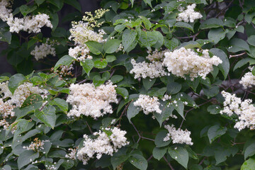 ハシドイ（北海道・知床）
