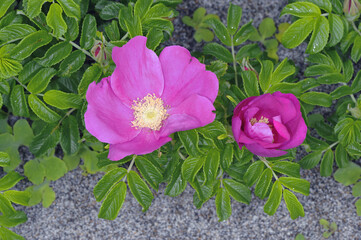 ハマナス（北海道・小清水町）
