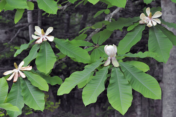 ホオノキ（北海道・知床）
